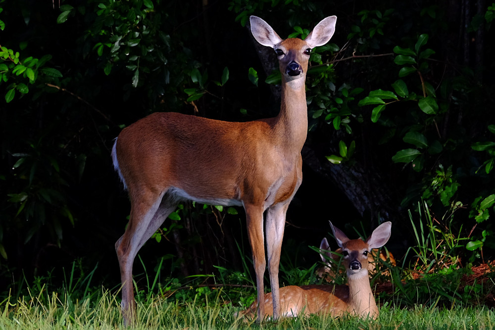 Doe With Fawns  Photography Art | LazarosImages