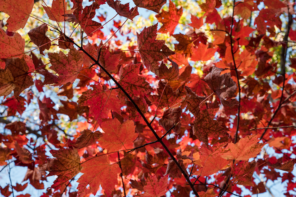 Colors - Autumn Leaves #5, by Jeremy Simonson