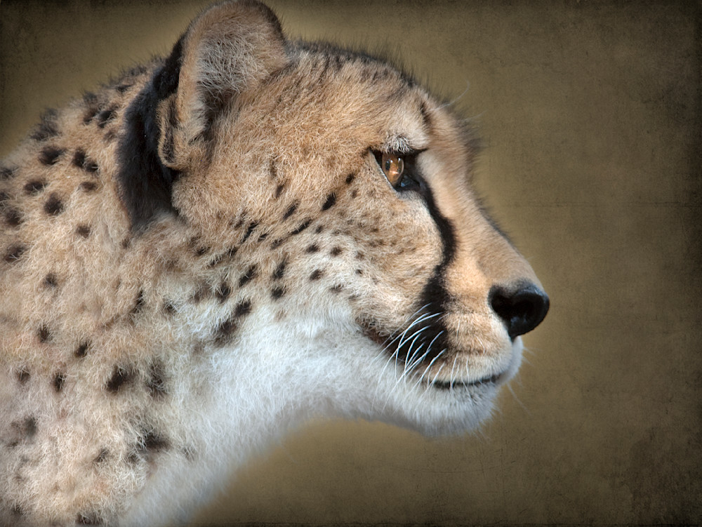  Portrait Of A Cheetah Photography Art | Dona Tracy - Photographic Illustration 