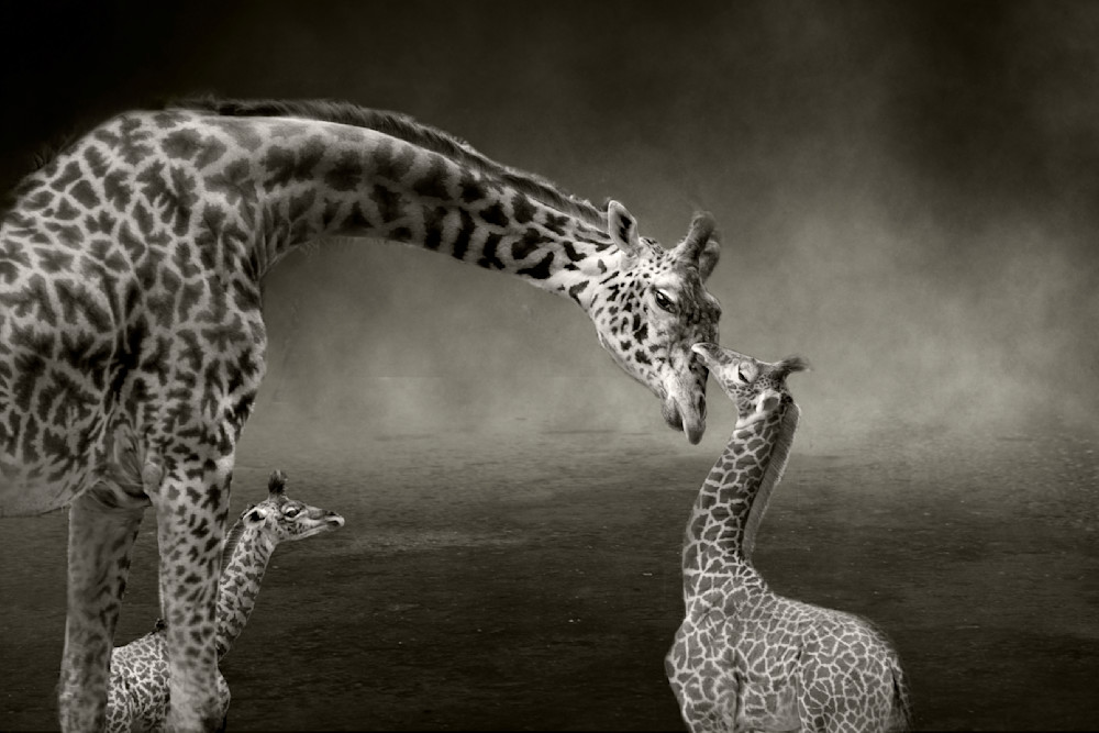 Giraffe   Mom And Babies Photography Art | Dona Tracy - Photographic Illustration 