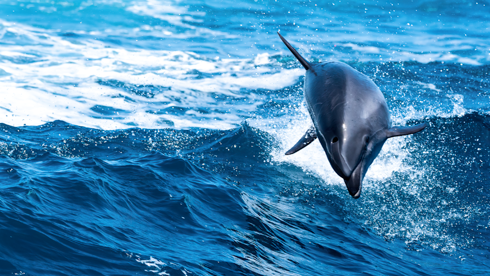 Bottlenose Breaching Photography Art | Kelly Nine Photography