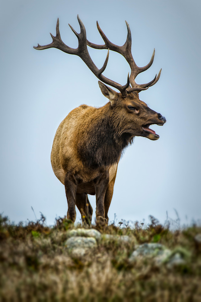 Bull Tule Elk Art | Dennis Ariza Photography