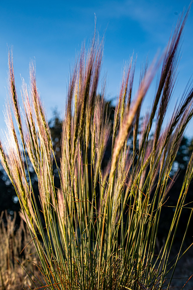 Mountain Flowers Grasses 7861 Photography Art | Eric Reed Photography