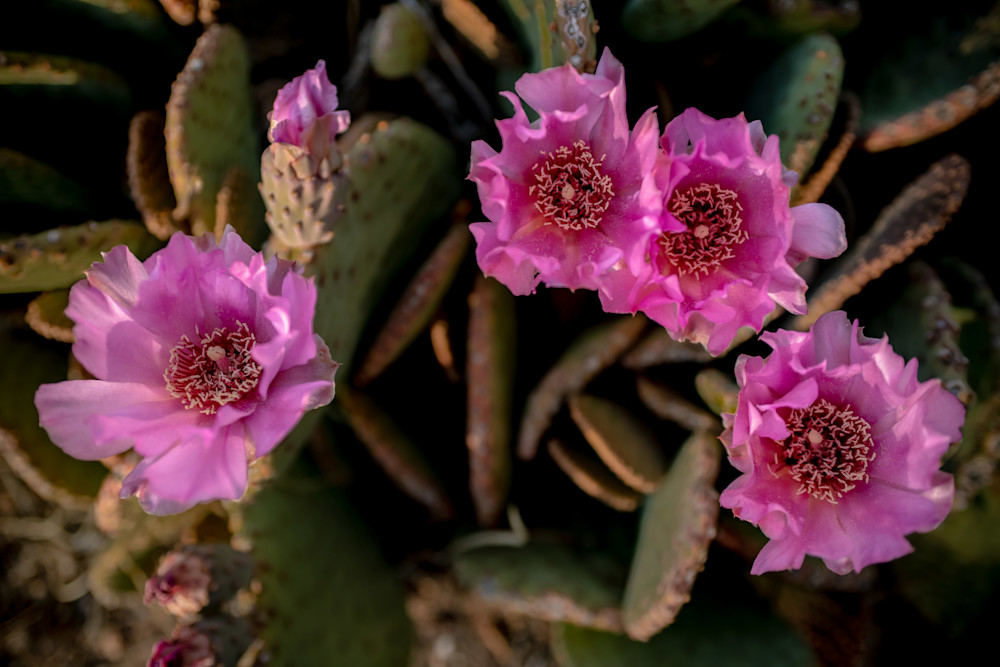 Mountain Flowers Cactus 7771 Photography Art | Eric Reed Photography