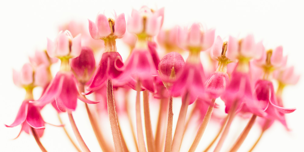 Asclepias Incarnata | Mirage