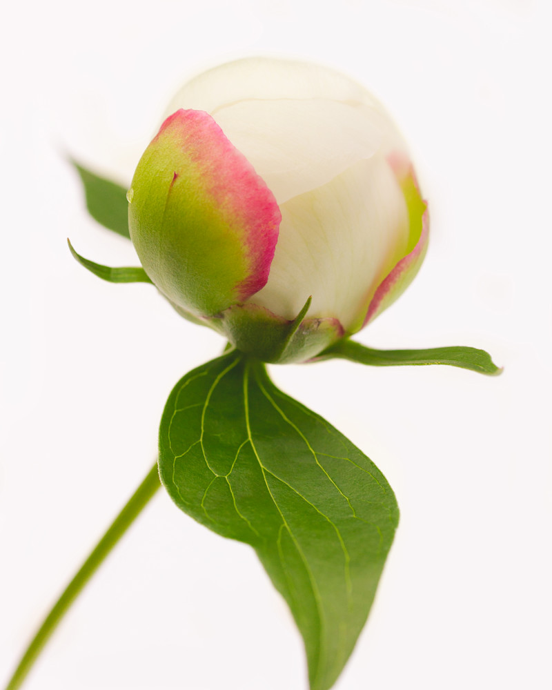 Budding Peony Art | studio176