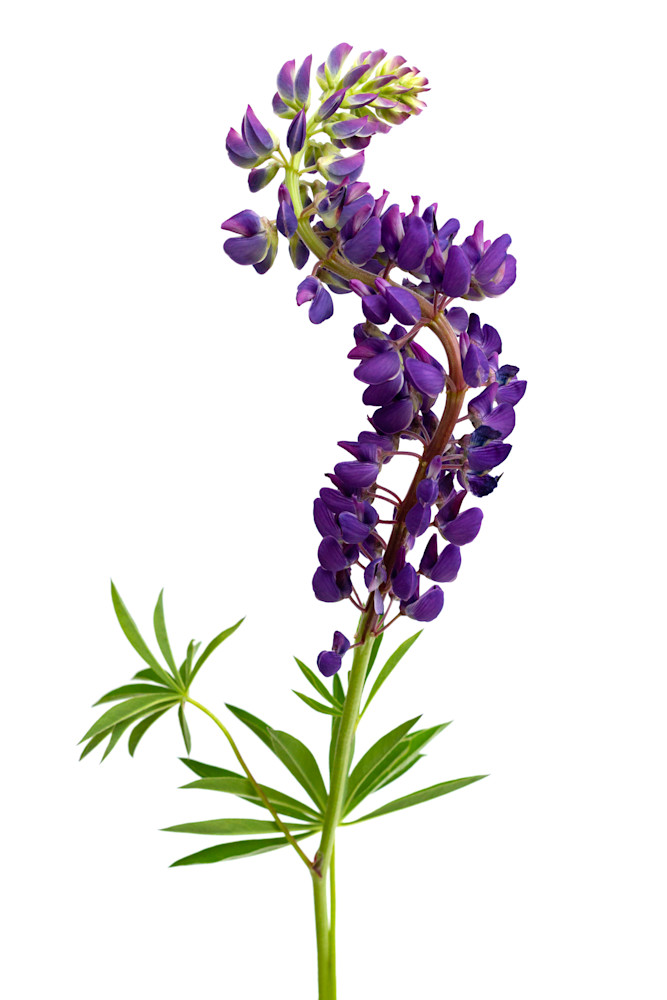 Lupinus Perennis | Joie de Vivre