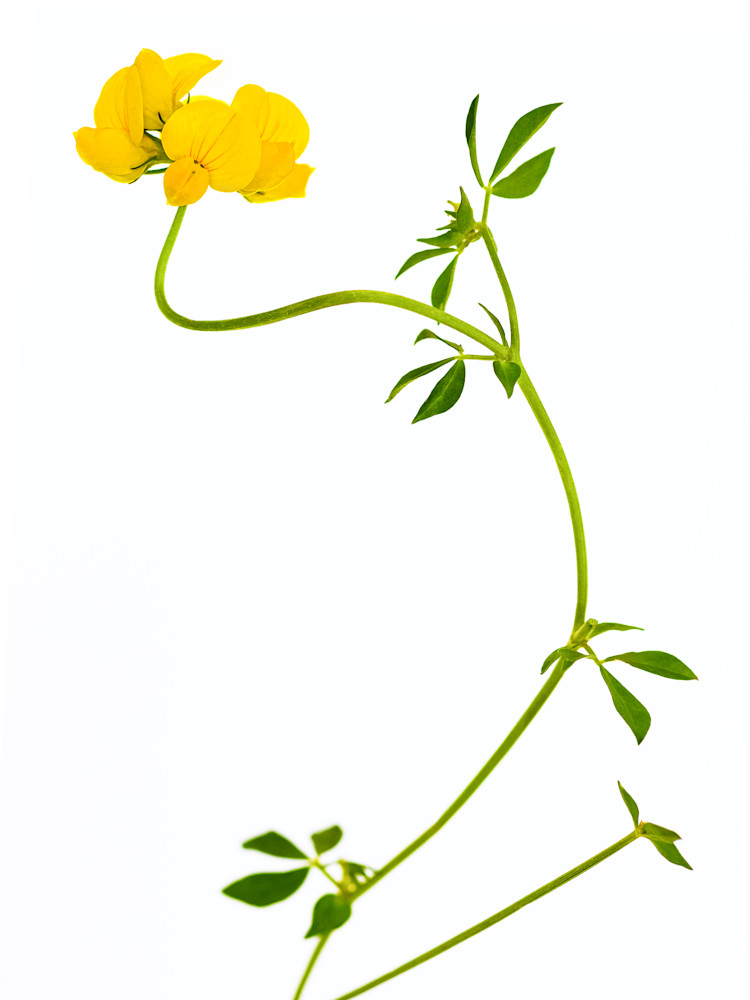 Lotus Corniculatus | The Bird's-Foot Trefoil