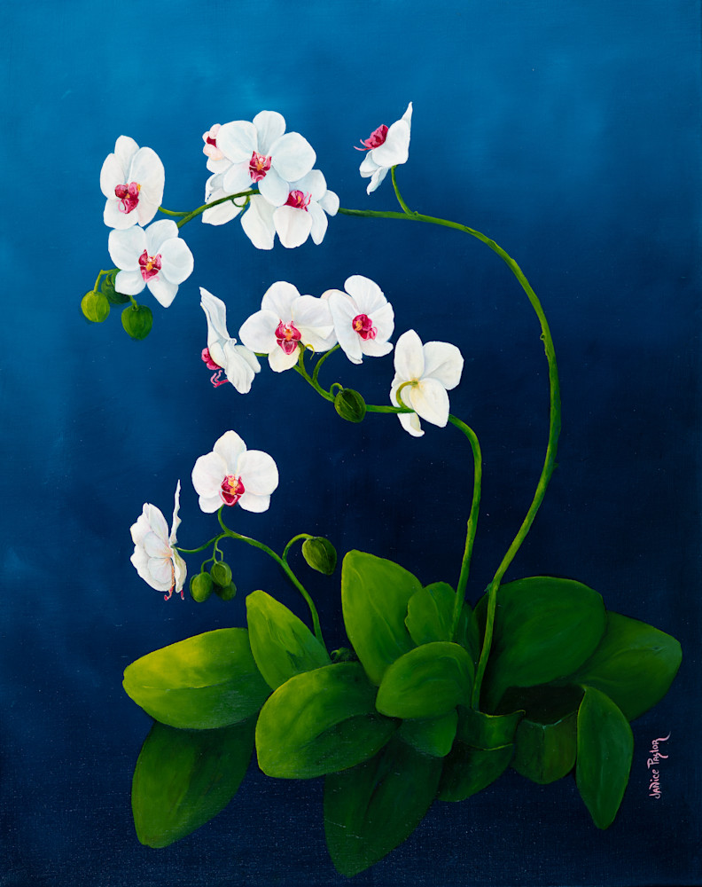 Nobel Orchid Beauty Art | Janice Pastor Fine Art
