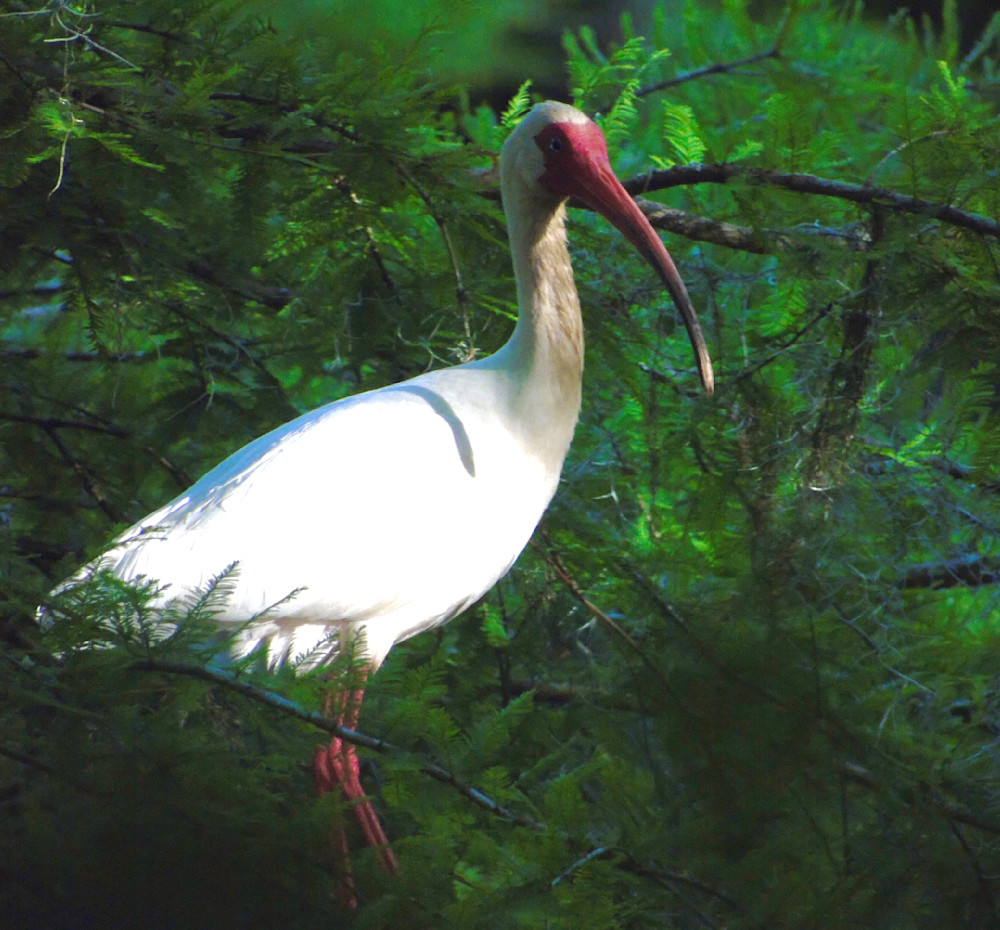 Ibis In Bald Cypress Over Swamps Photography Art | Lin Darden Photography