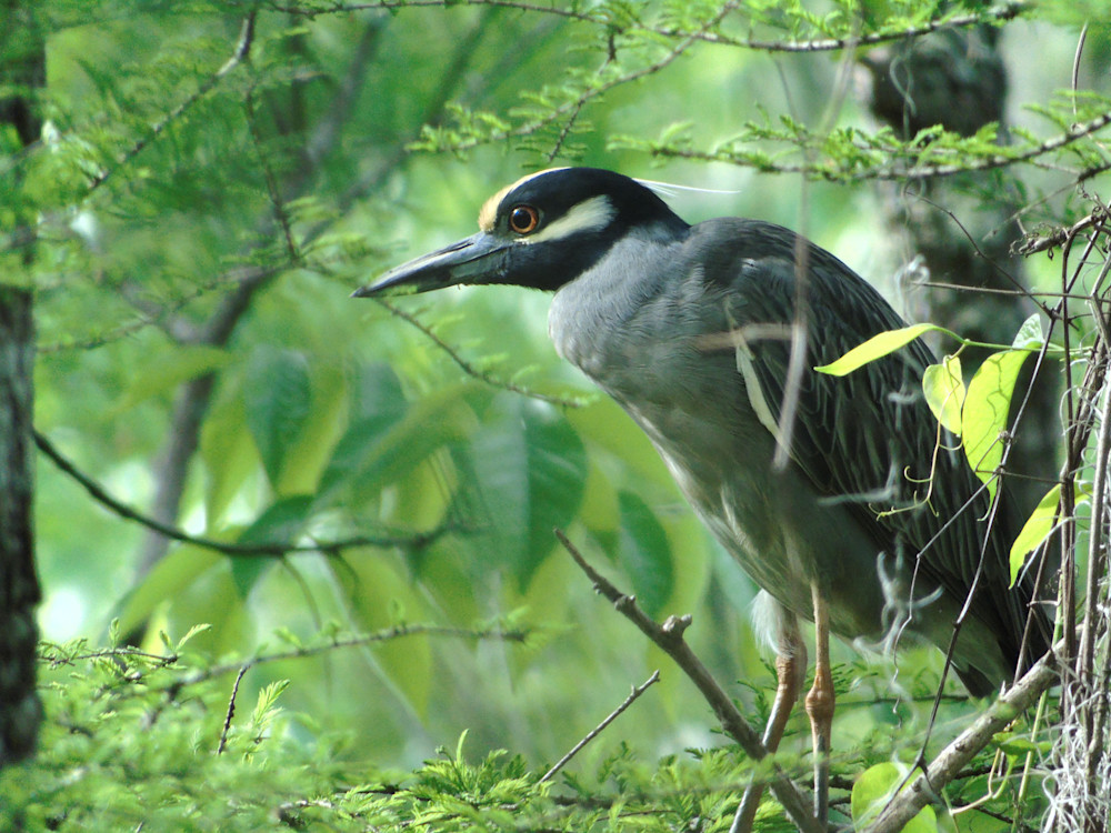 Yellow Crowned Night Heron Standing Guard Photography Art | Lin Darden Photography