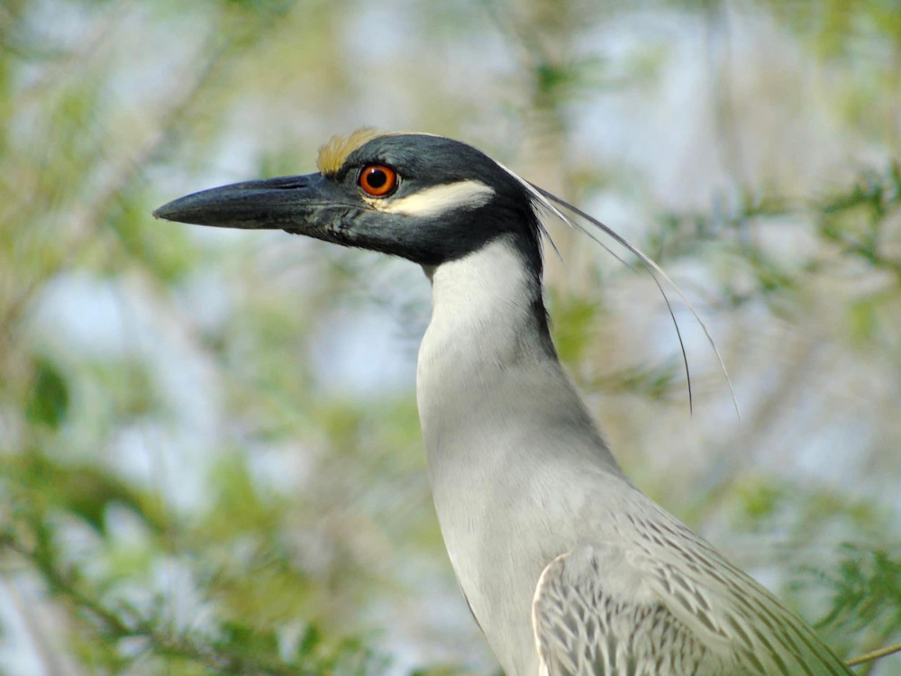 Yellow Crowned Night Heron Close Up Photography Art | Lin Darden Photography