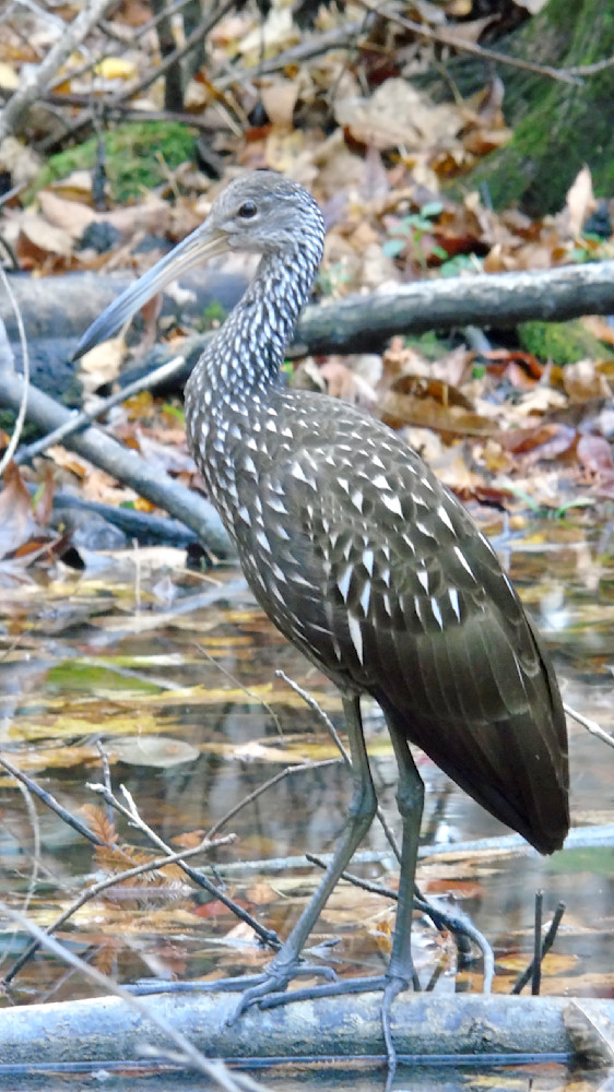 Limpkin Visiting On Thanksgiving Day Photography Art | Lin Darden Photography