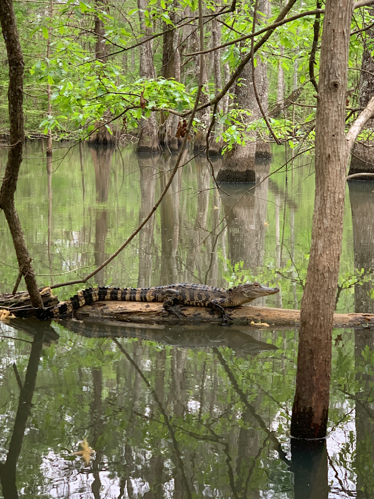 Alligator Striking A Pose Photography Art | Lin Darden Photography