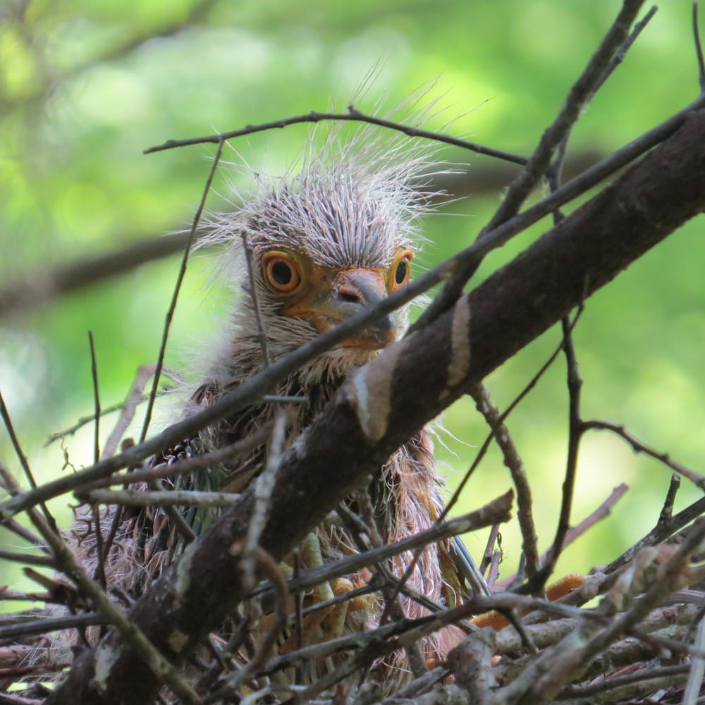 Yellow Crowned Night Heron Chick Photography Art | Lin Darden Photography