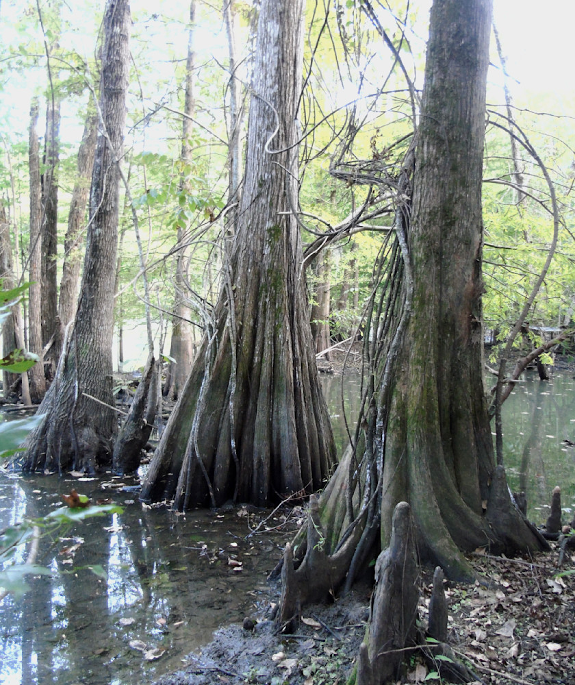 Bald Cypress Trees And Their Knees Photography Art | Lin Darden Photography