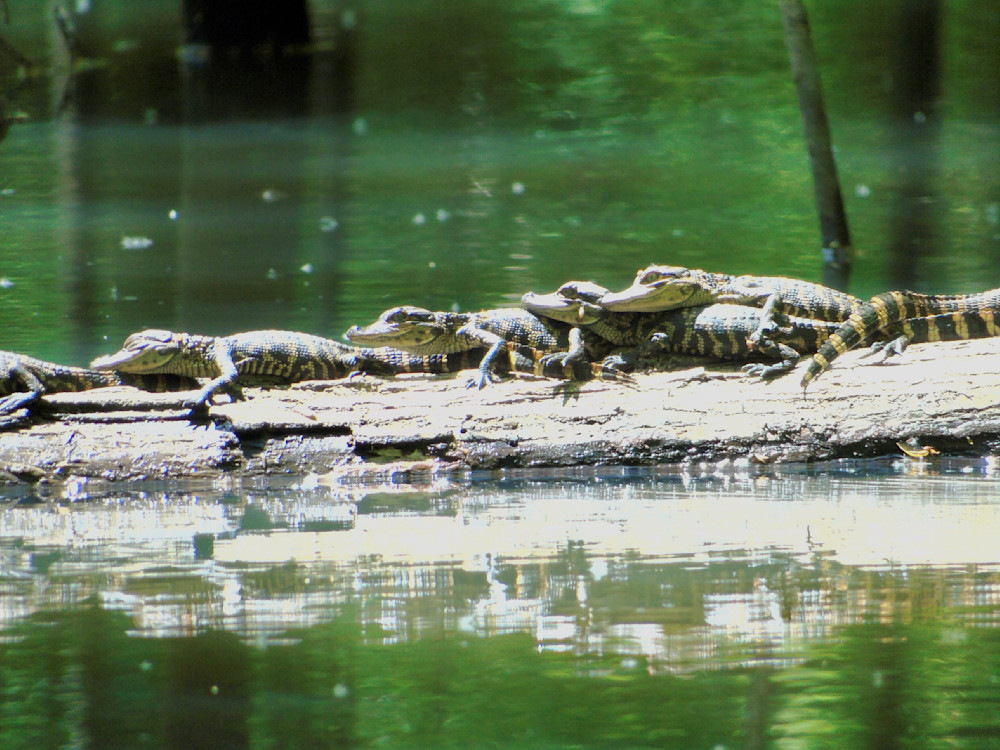 Baby Alligators Sunbathing Photography Art | Lin Darden Photography