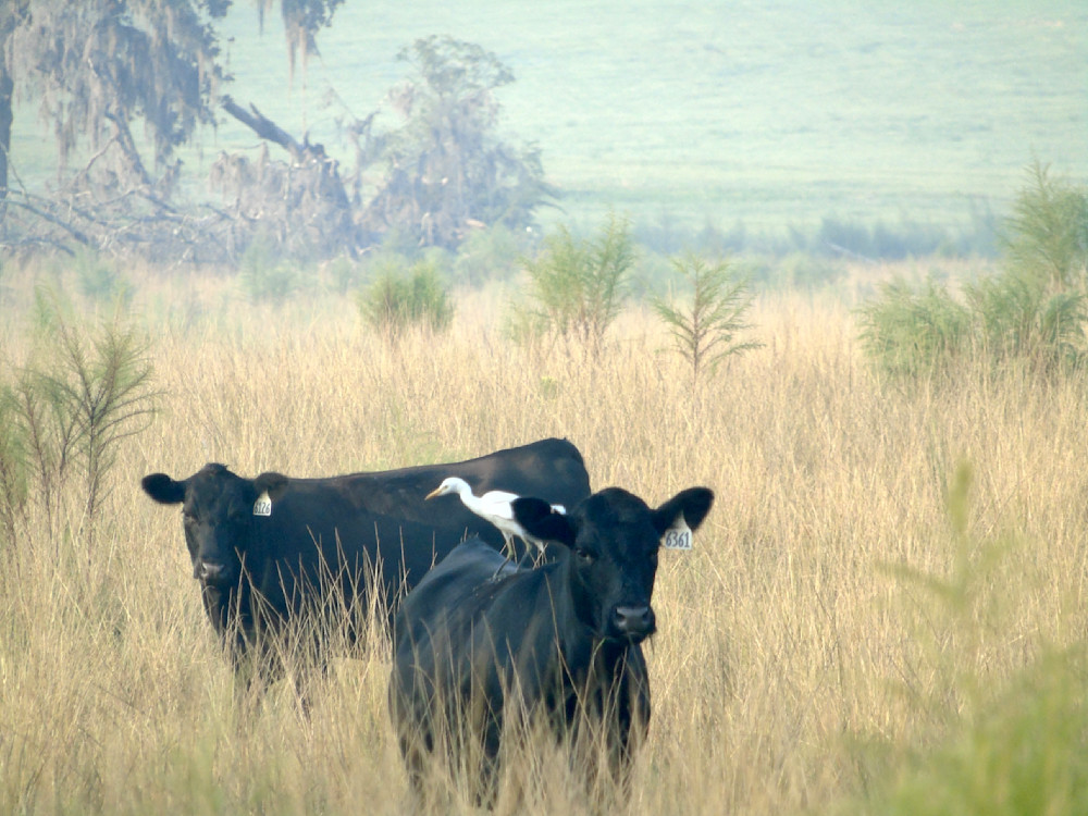 Cows With Egret In The Mist Of Morning Photography Art | Lin Darden Photography