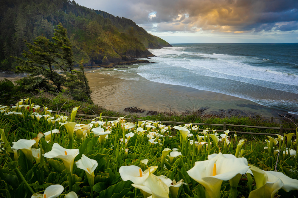 Oregon Coast 8 Photography Art | Mario Cornacchione