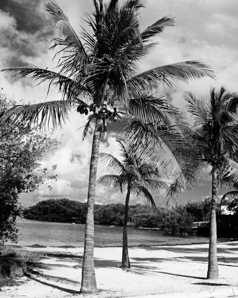 Palm Trees In Key Largo Photography Art | J-M Artography