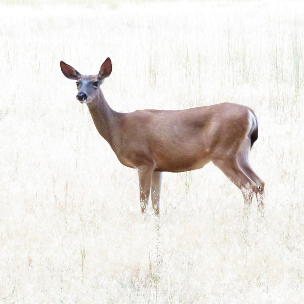 Deer Yosemite 0136 Photography Art | John Wolf Photo