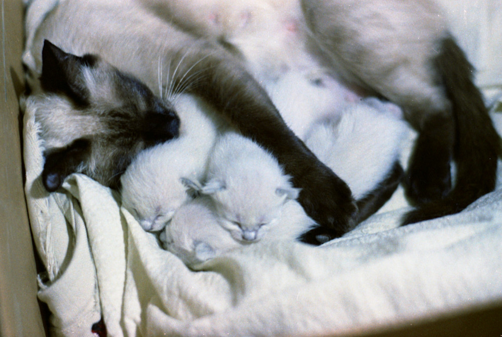 Mother Cat With  Kittens 055 Photography Art | John Wolf Photo