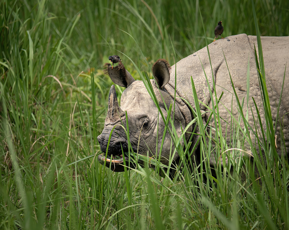 Rhino & Company Photography Art | matthewryanphoto