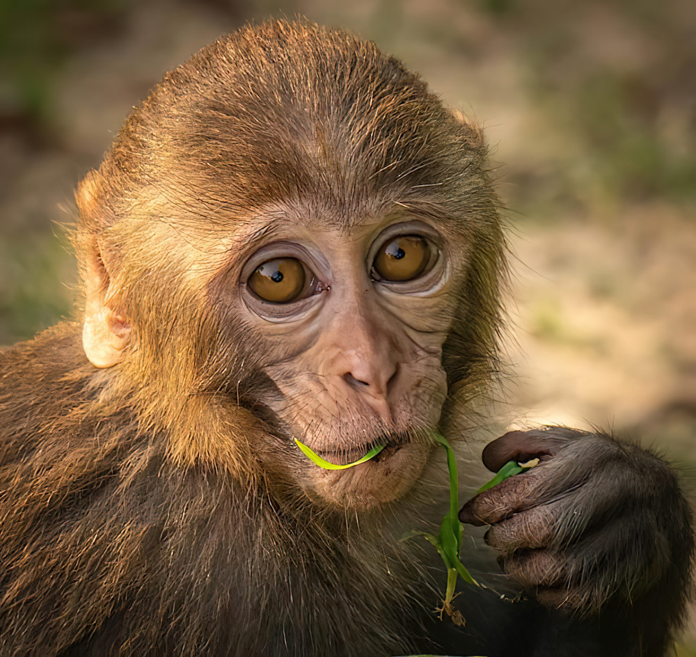 Nom Nom Macaque Photography Art | matthewryanphoto