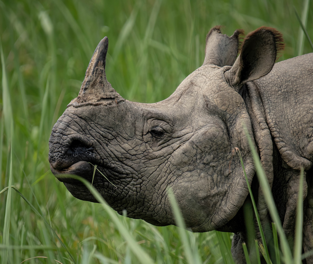 Regal Rhino Photography Art | matthewryanphoto
