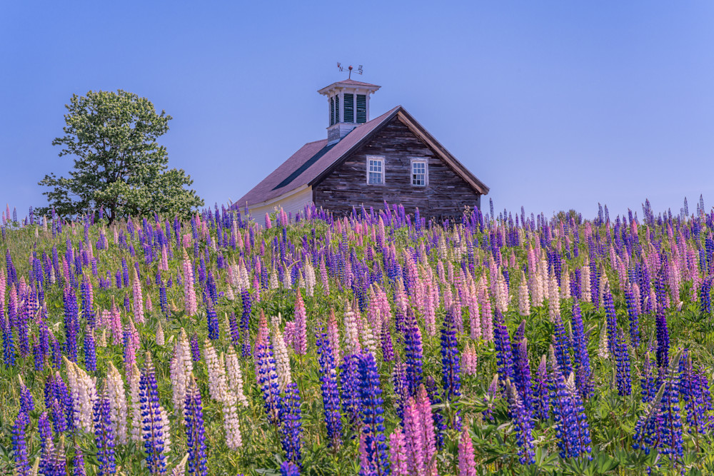 Lupines In Maine Photography Art | Jeremy Noyes Fine Art Photography