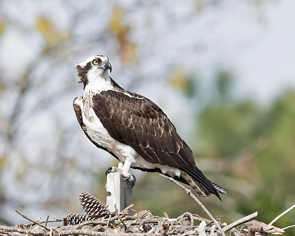 Osprey On Nest-Janet Ogren