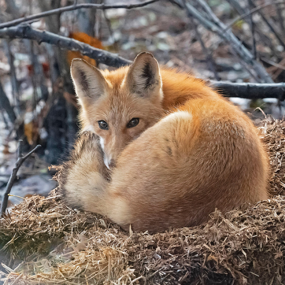 Red Fox Curled Up, Janet Ogren Wildlife Photography