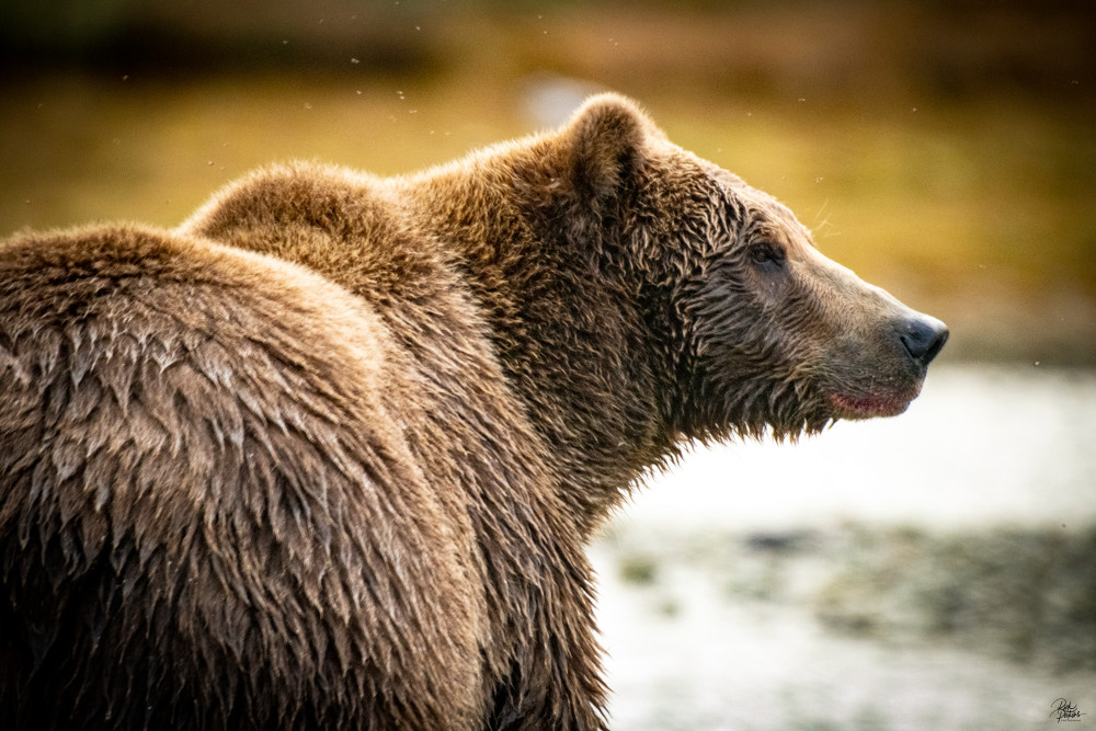 Portrait Of A Mature Coastal Brown Bear Photography Art | Rick Perkins Photography