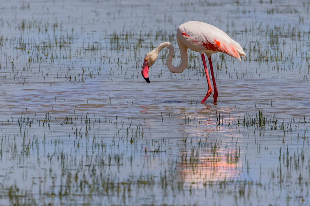 Flamingo in the Marsh