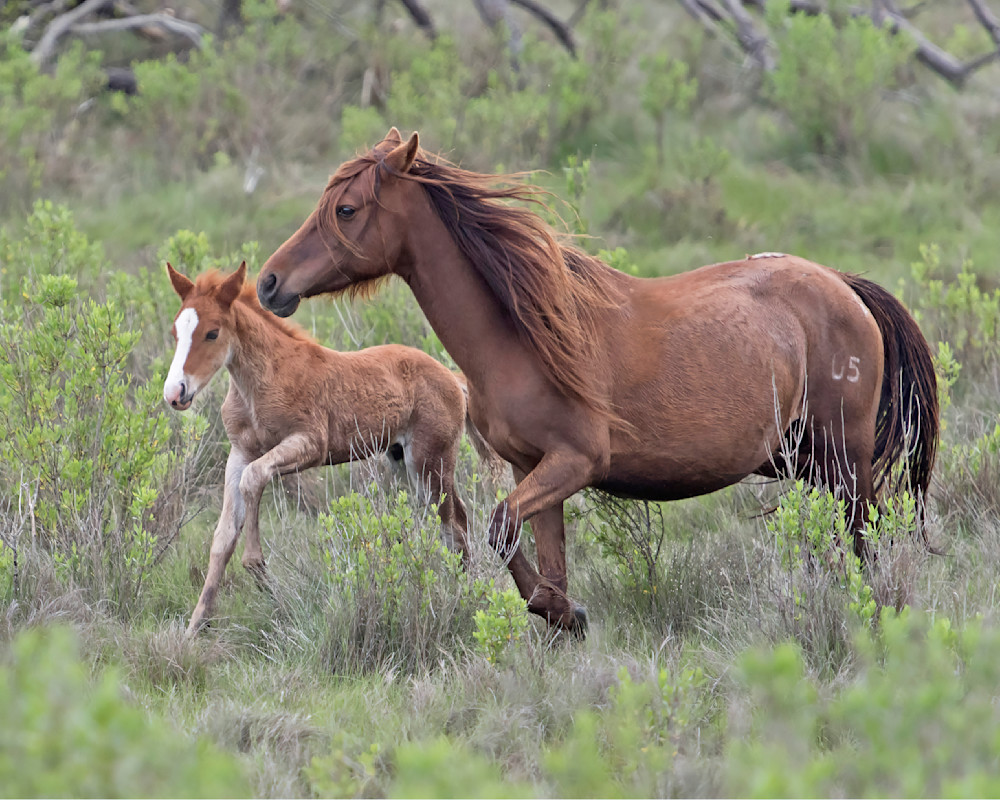 Mare and Foal Trotting