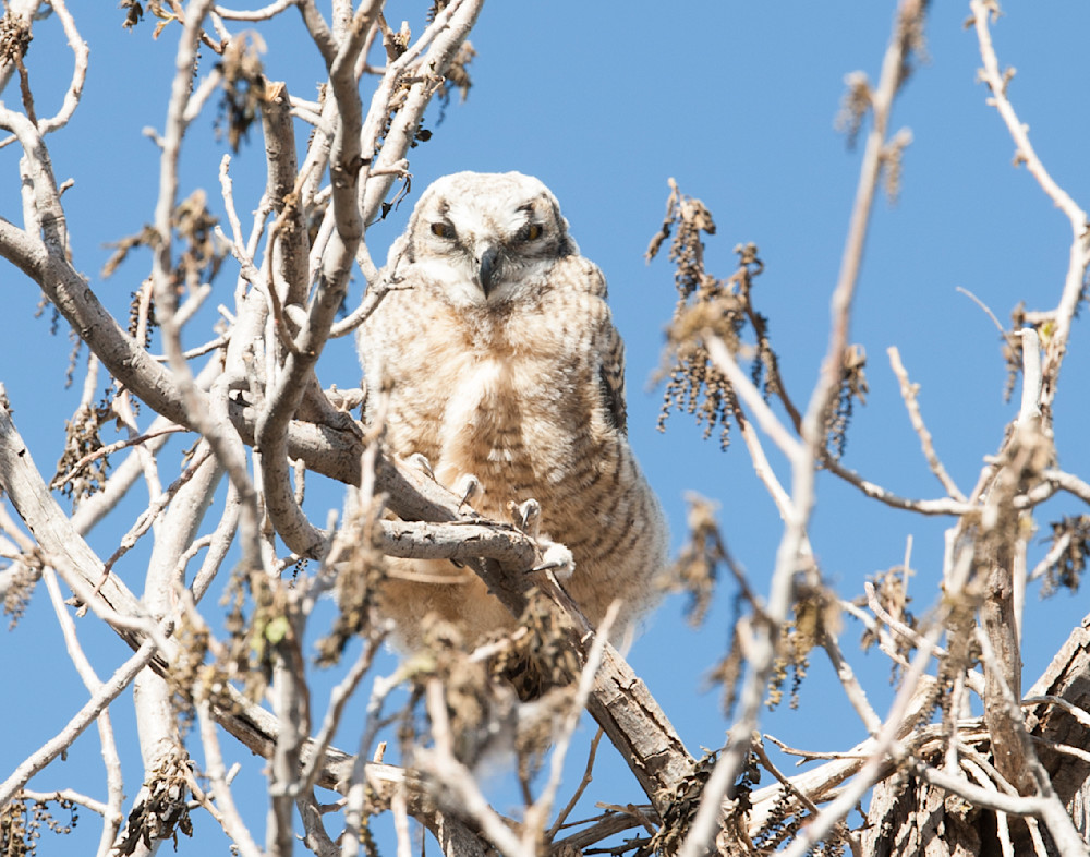 Owl Nest | Top Owl Photos 