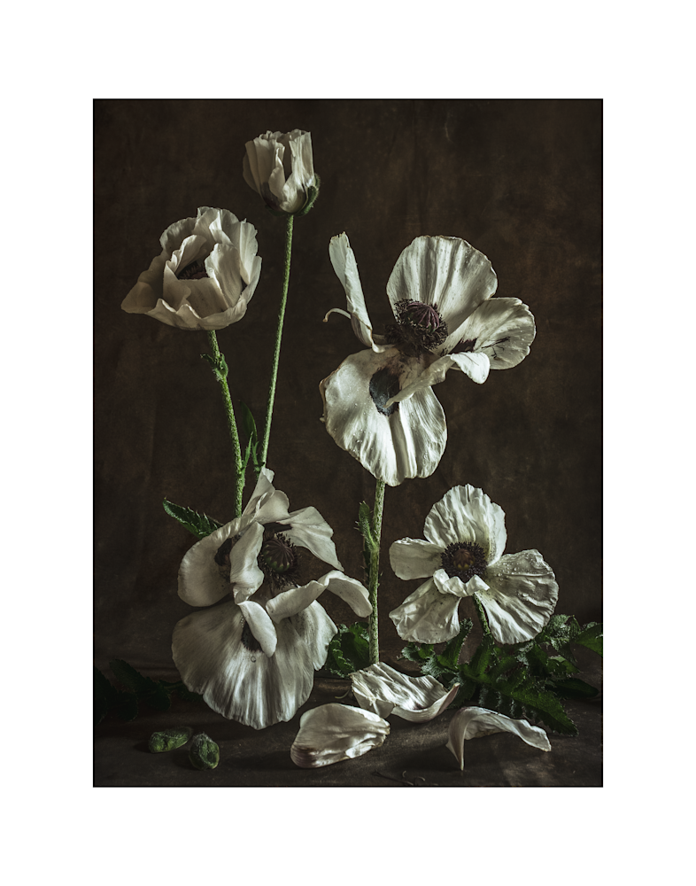 White Poppies Photography Art | The Elliott Homestead, Inc.