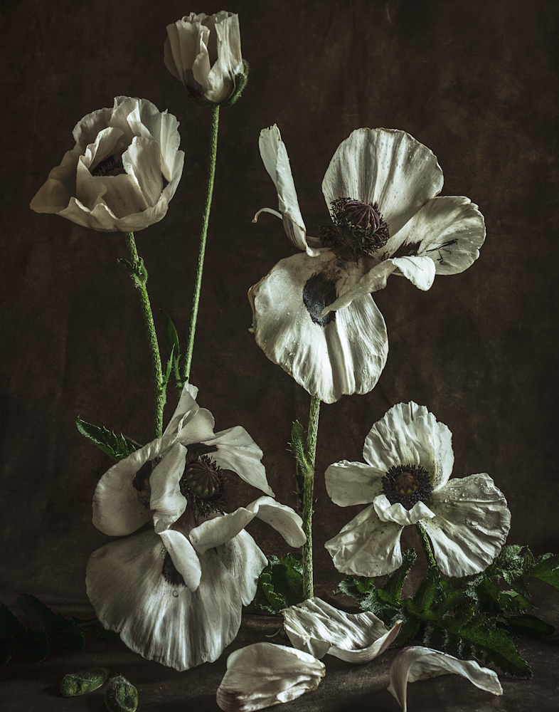White Poppy Cellphone Cover Photography Art | The Elliott Homestead, Inc.