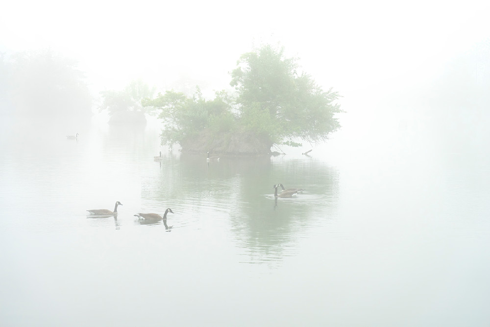 1134 Geese  Photography Art | Cunningham Gallery