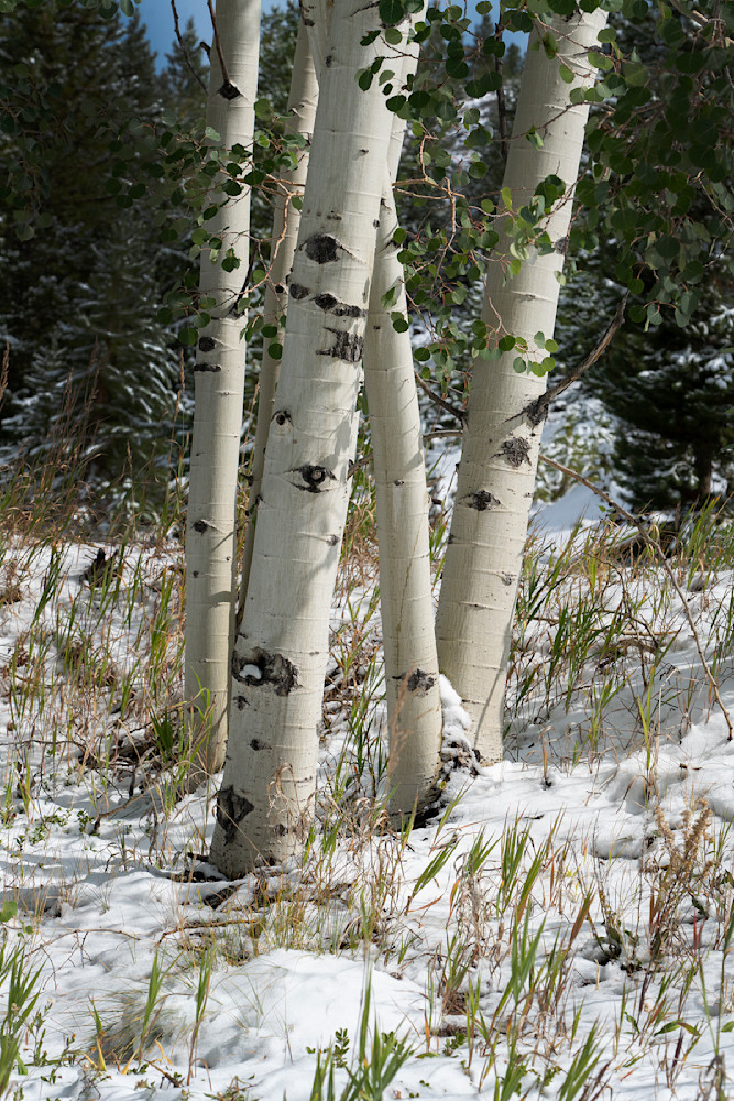 2061 Tree Trunks Snow  Photography Art | Cunningham Gallery