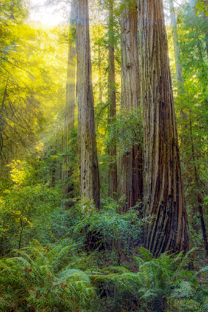 Redwood Forest Photography Art | Cunningham Gallery