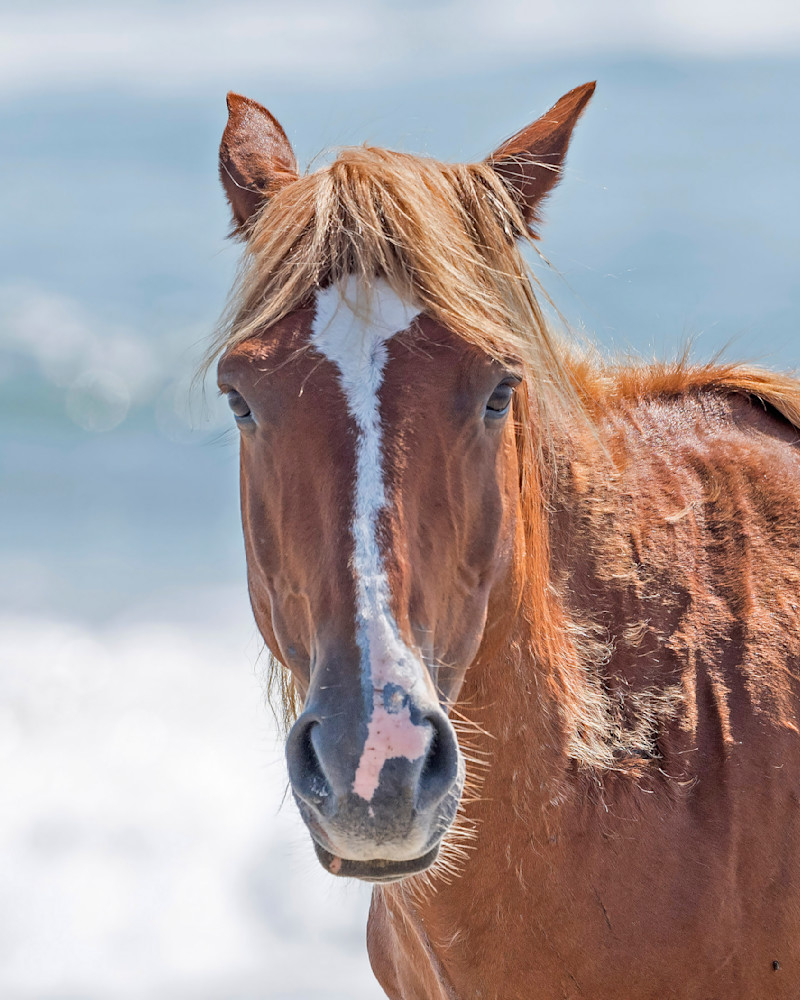 wild, horse, corova, corolla, North, Carolina