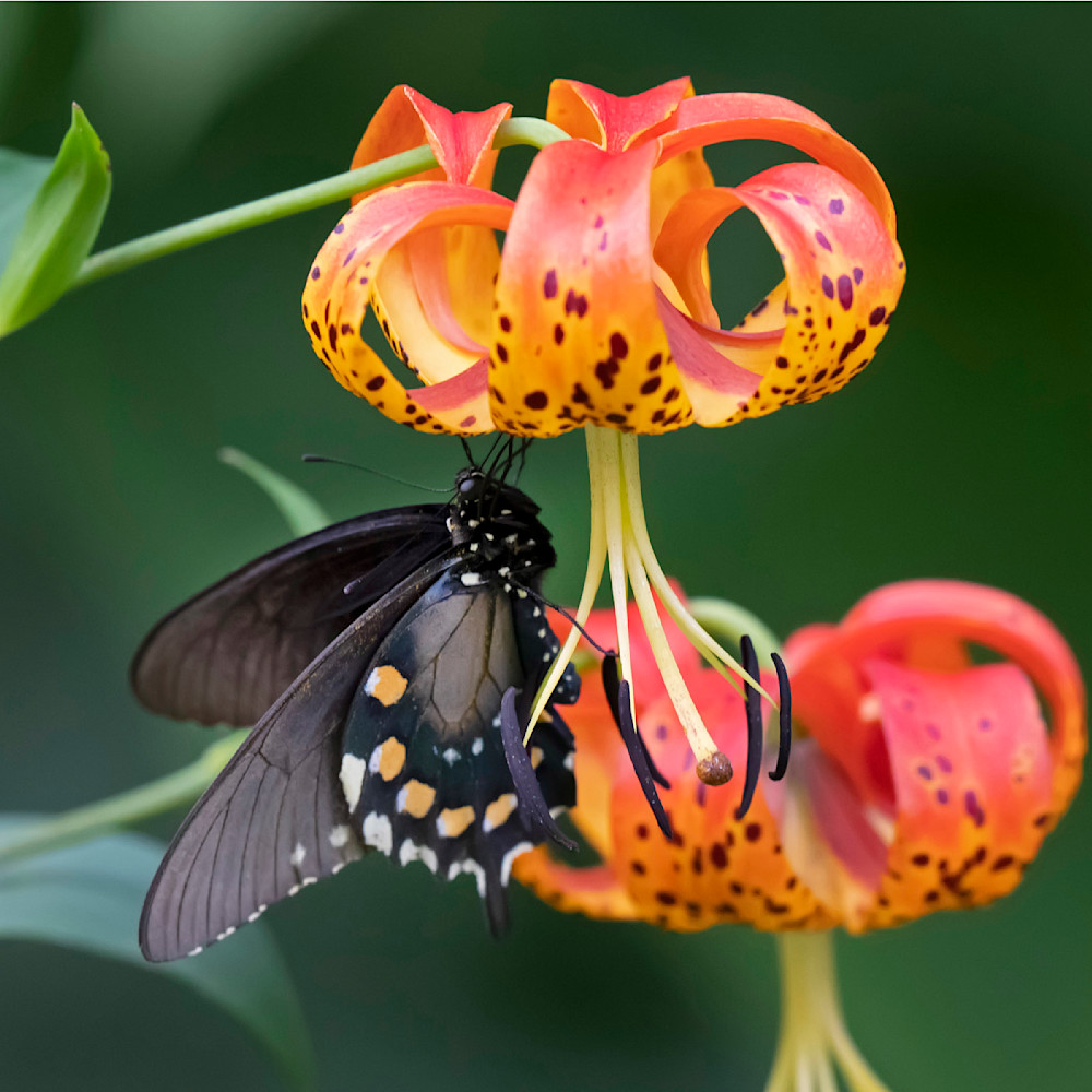 Spicebush Butterfly On Tiger Lilly Janet Ogren Art | janetogrenart