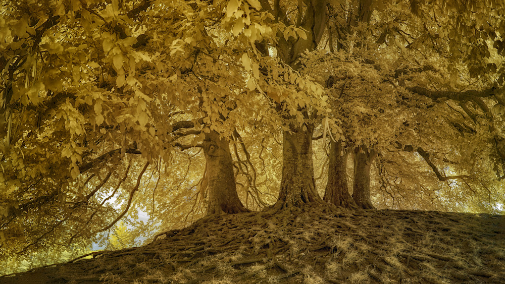 Beech Trees, Exposed Roots And Trunks, Avebury, Wilshire, Uk. Photography Art | davidarnoldphotographyart.com
