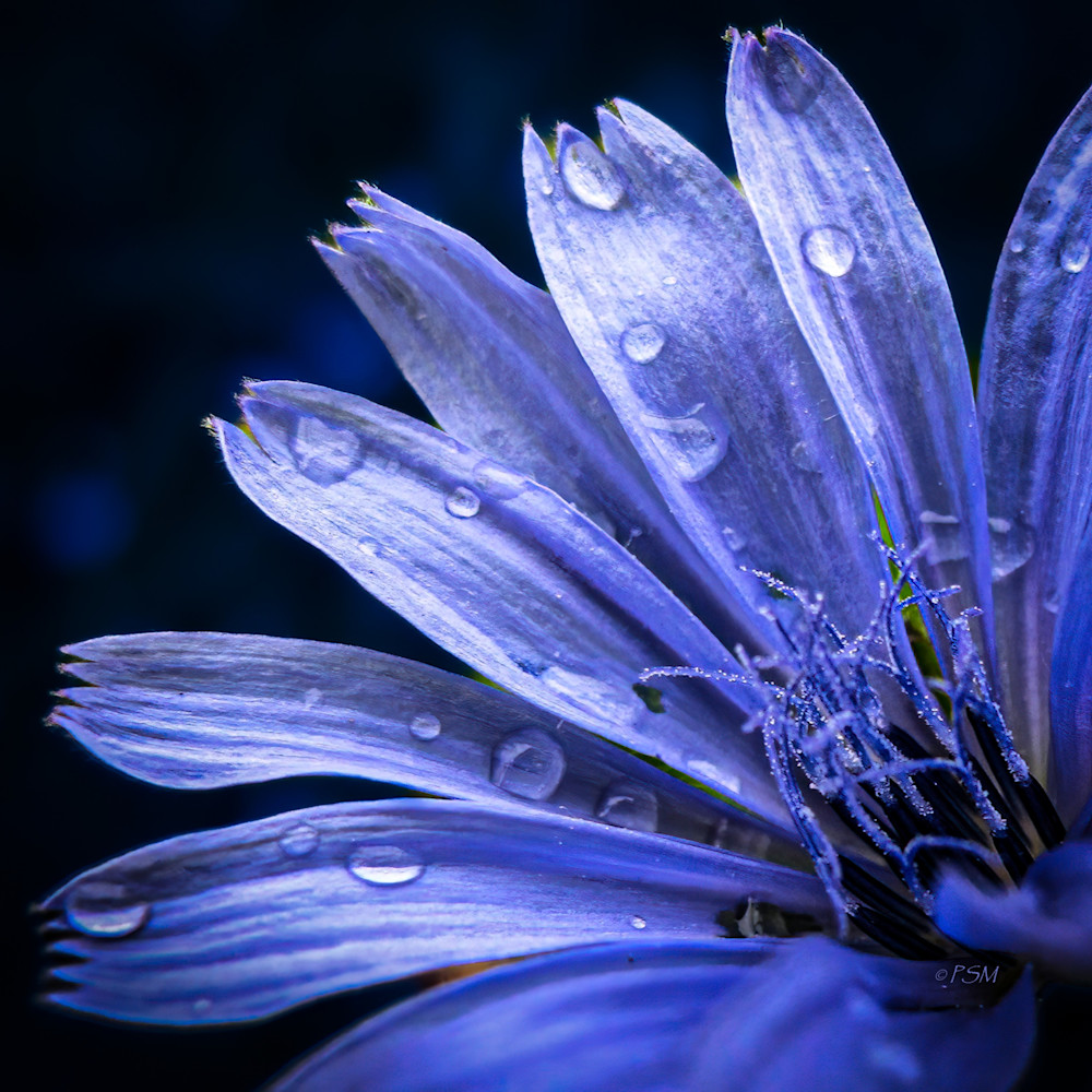 Flower portrait - Blue Beauty 