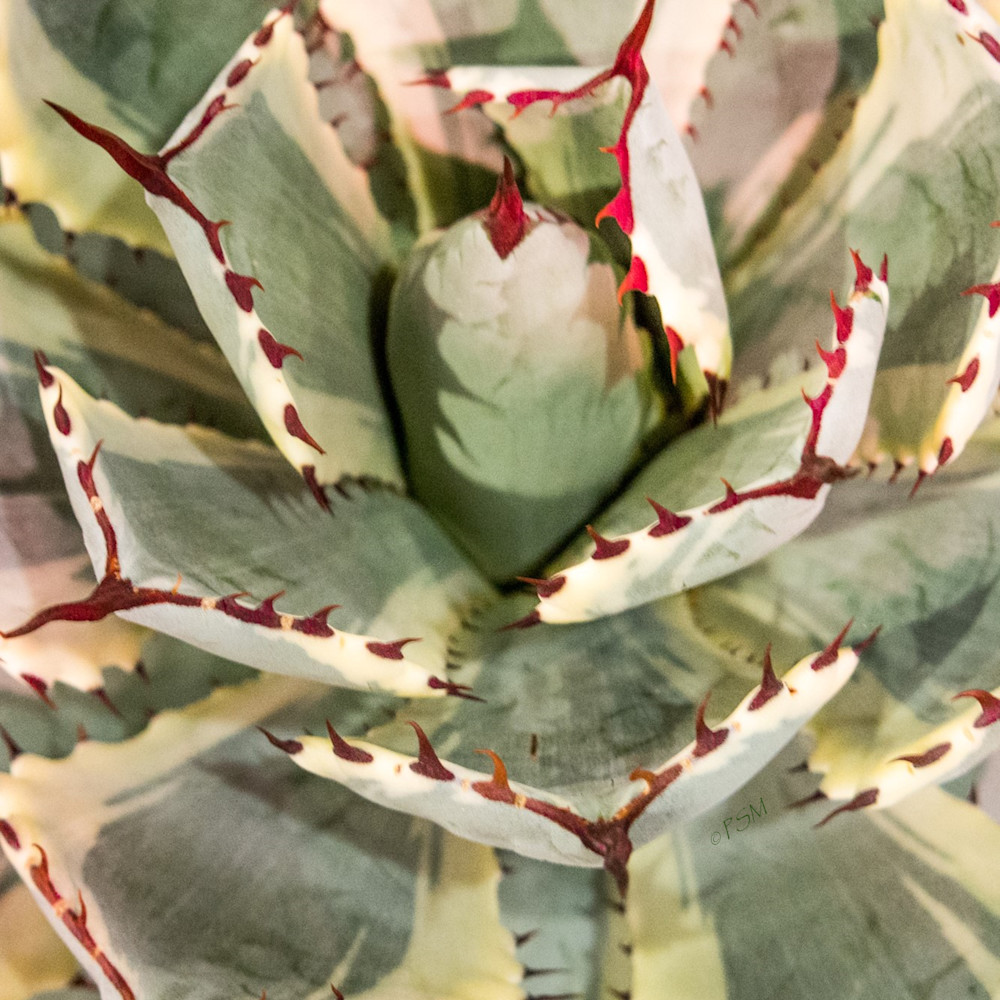 Cactus Pattern 