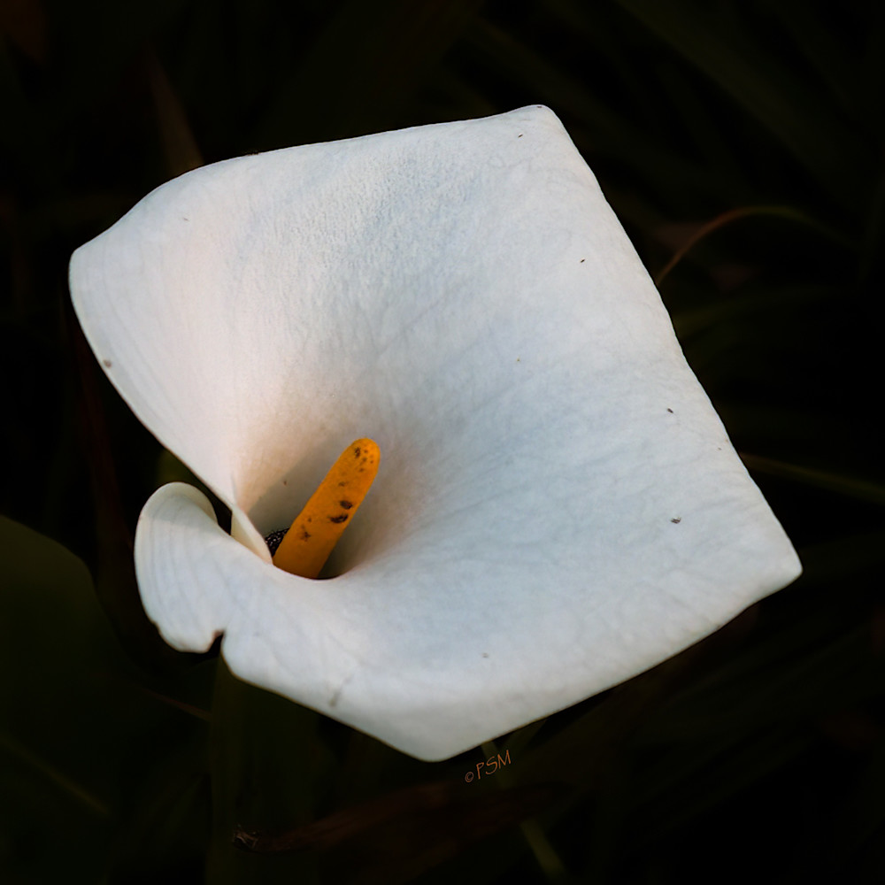 White Anthurium 