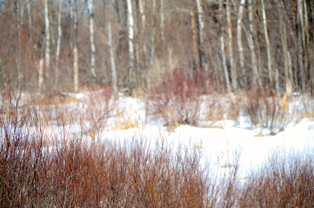 Minnesota Bottom Land3 Photography Art | NaturePrintStudio