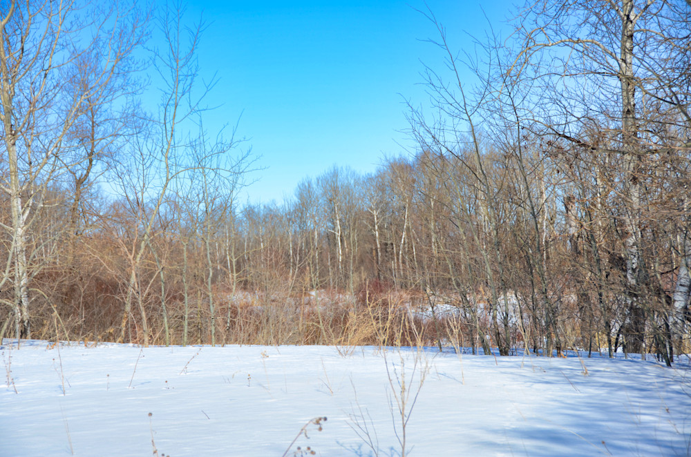 Minnesota Bottom Land Photography Art | NaturePrintStudio