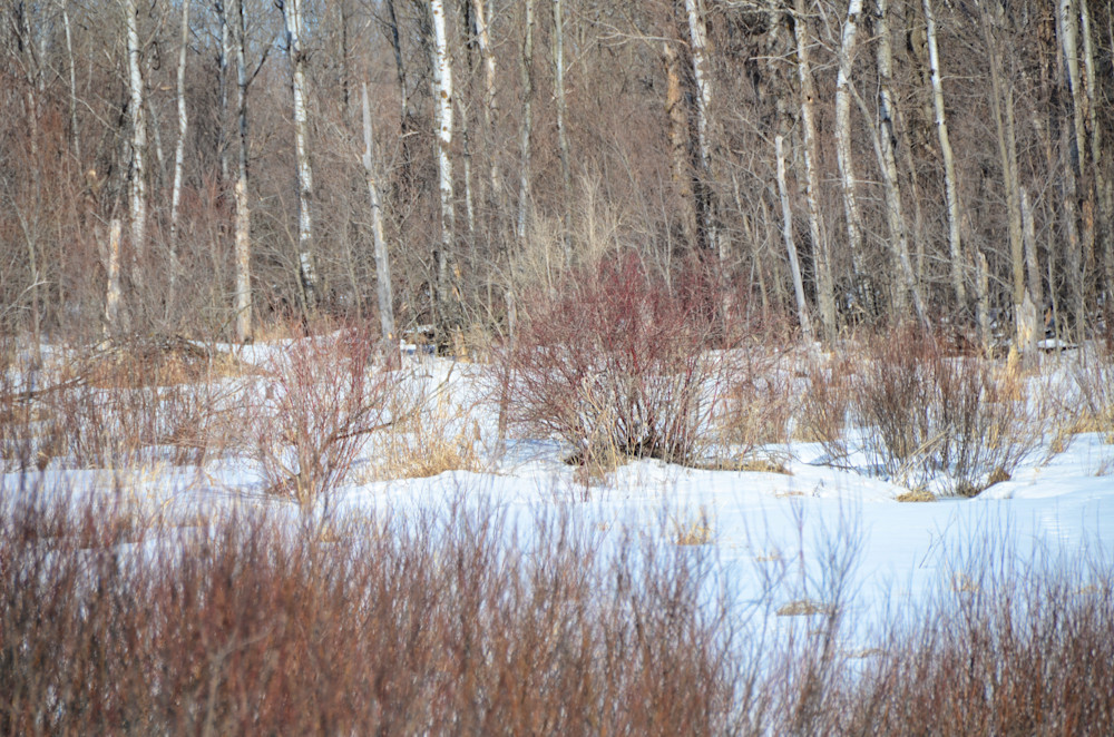 Minnesota Bottom Land4 Photography Art | NaturePrintStudio